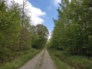 Forêt de Languimberg